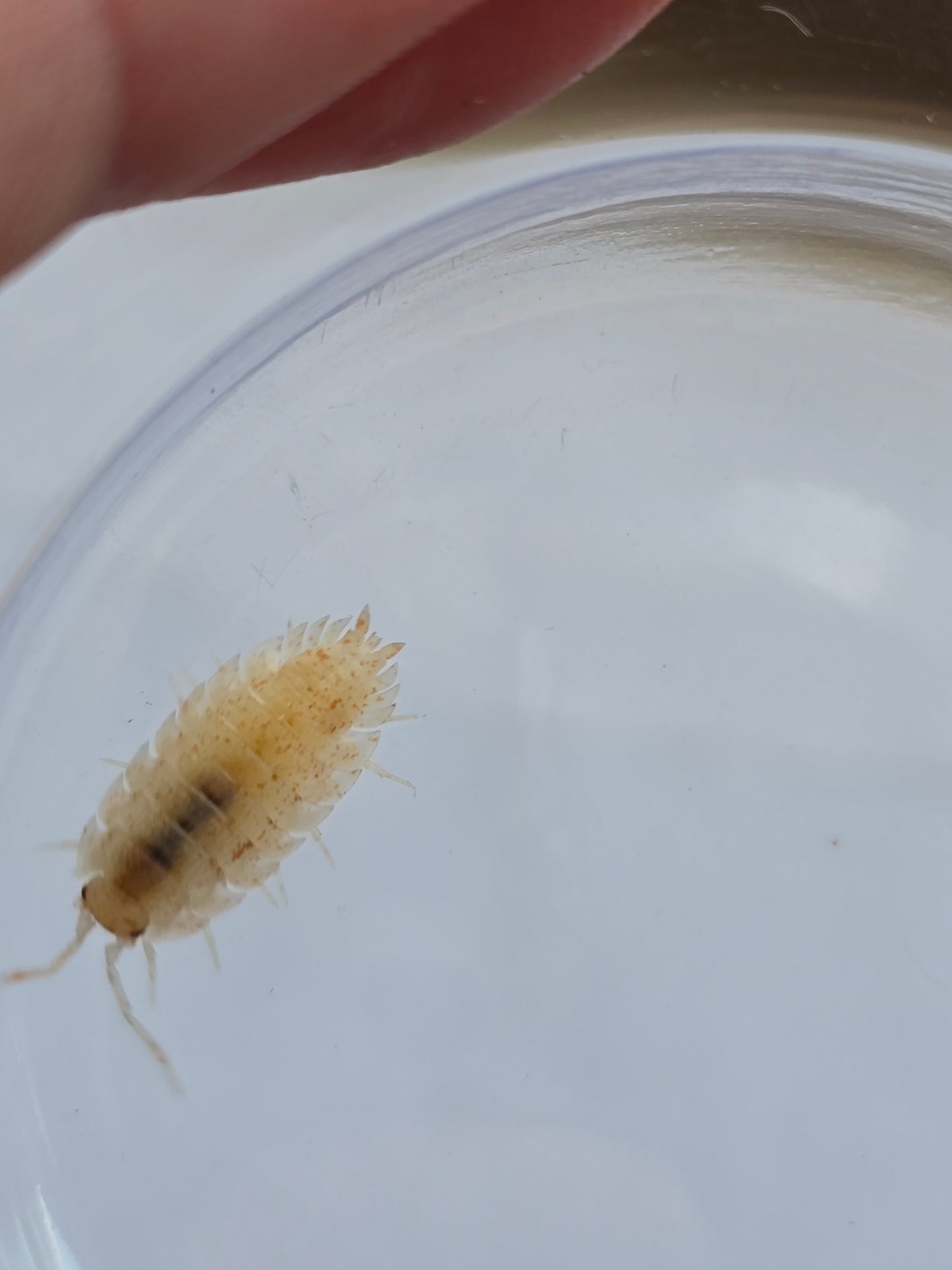 Porcellio scaber — Orange Koi cross 15 ct