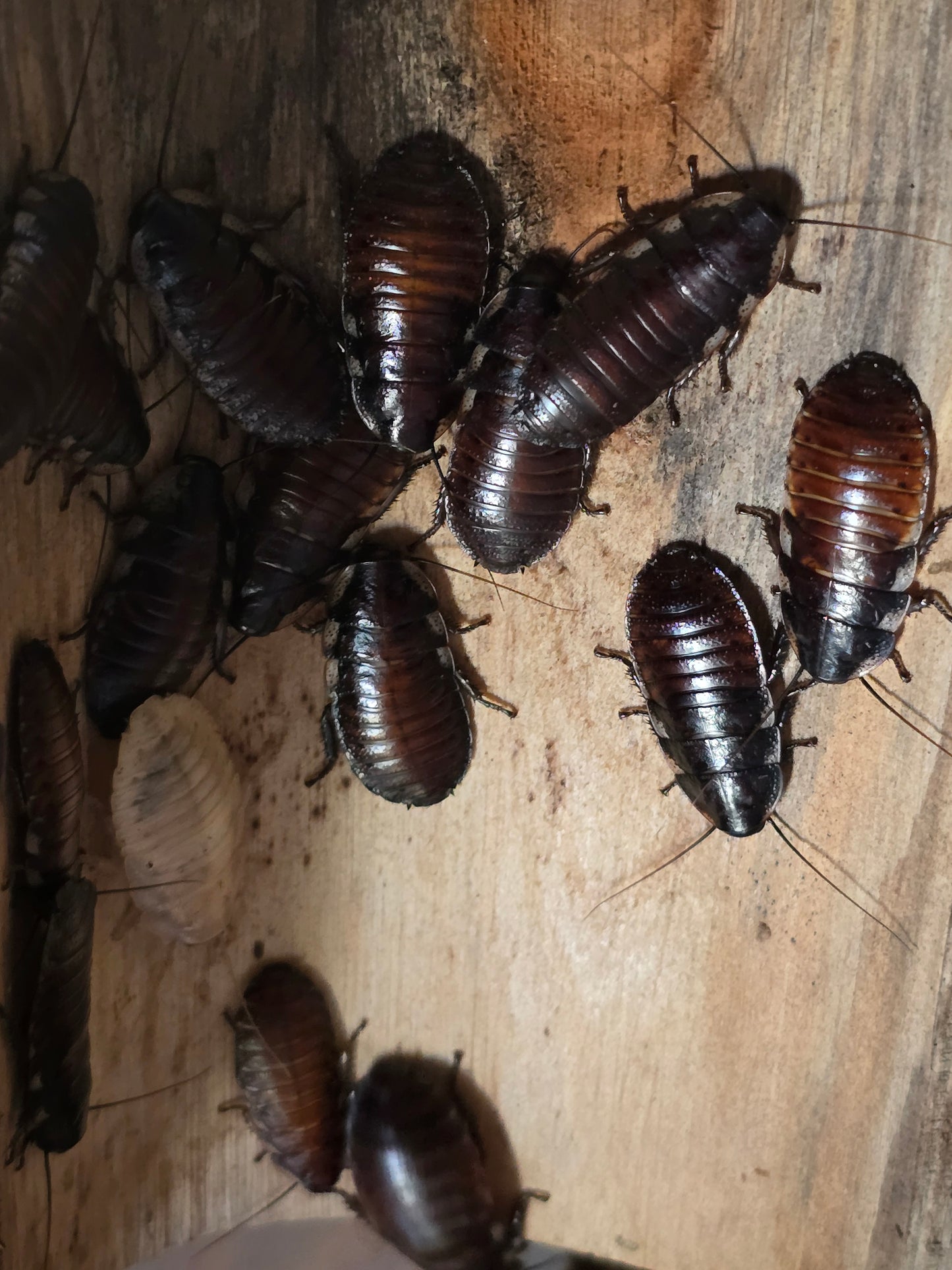Madagascar Hissing Cockroach (Unsexed)