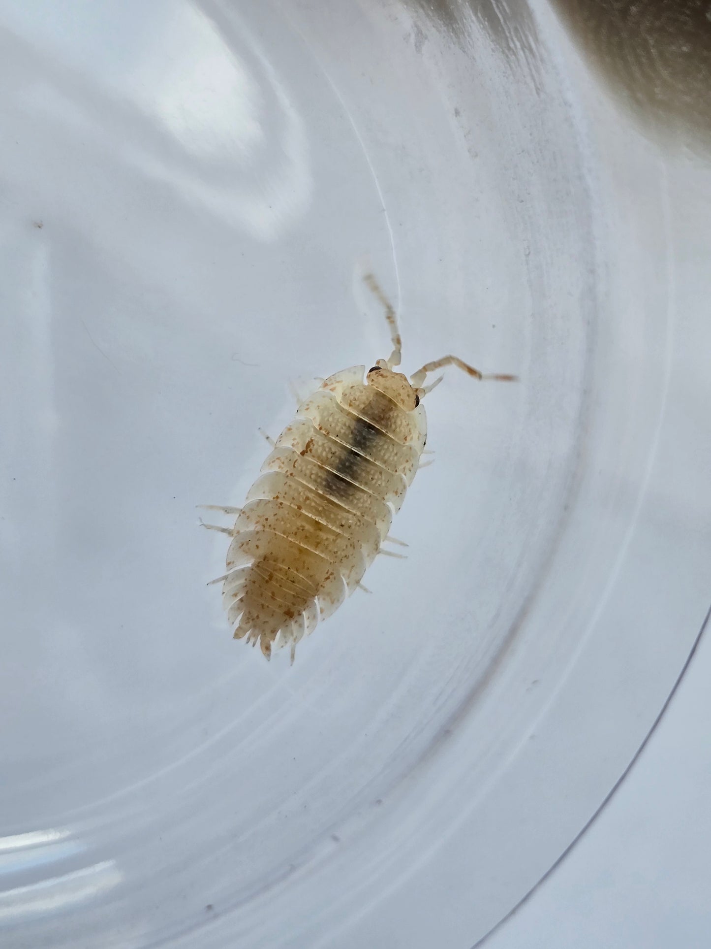 Porcellio scaber — Orange Koi cross 15 ct