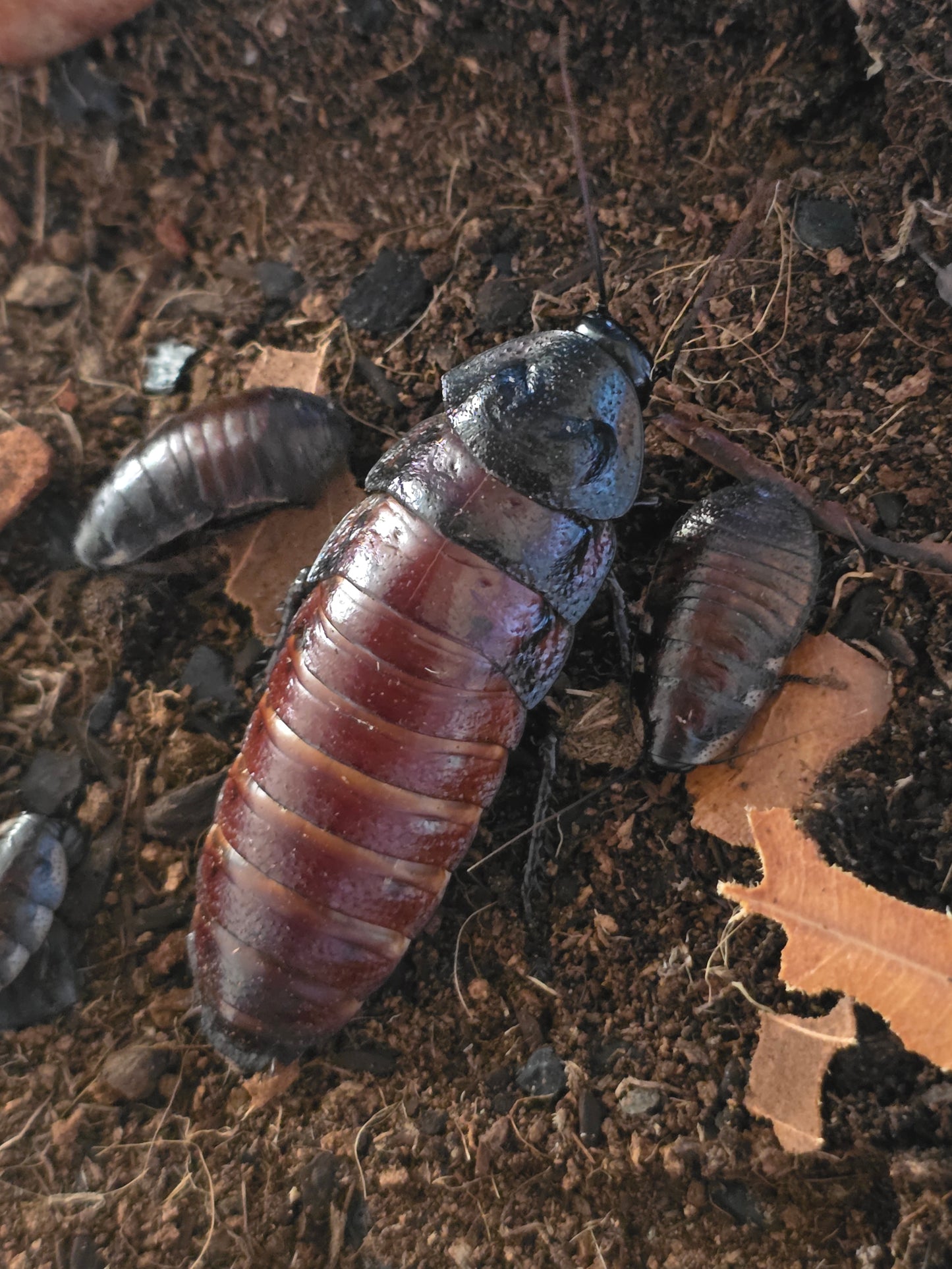 Madagascar Hissing Cockroach (Unsexed)